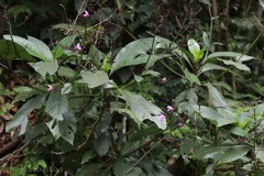 Diotacanthus grandis